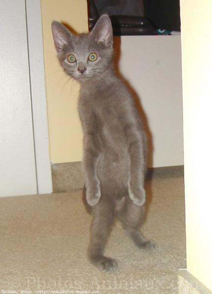 chat debou