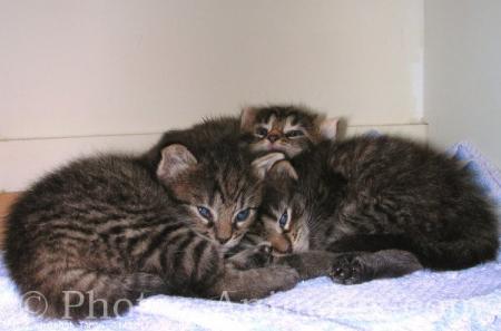 3 chatons